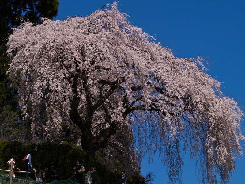 しだれ桜_d0127876_17552340.jpg