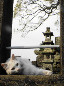 皓台寺裏山の女王様_c0193077_09759.jpg