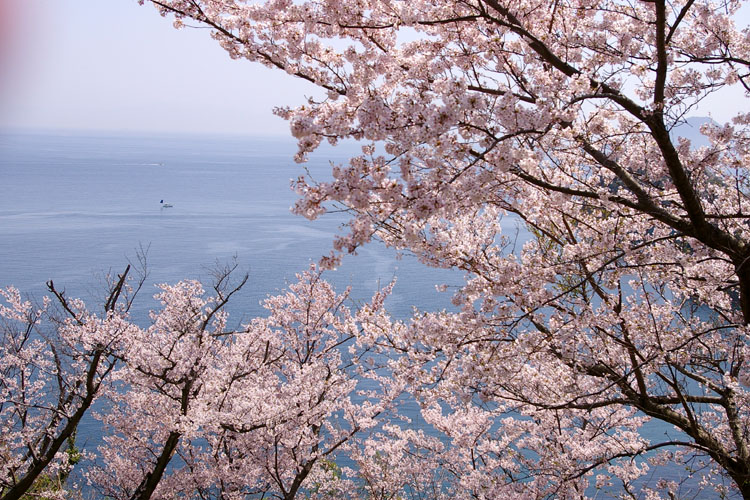 海と桜_f0130879_21501859.jpg