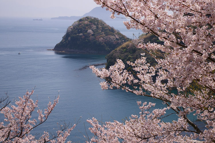 海と桜_f0130879_2150716.jpg