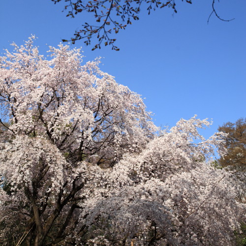 六義園、枝垂れ桜_d0110380_2321991.jpg