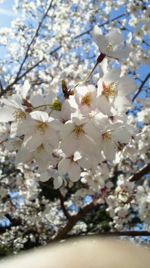 お花見いってきました_f0001480_2257080.jpg