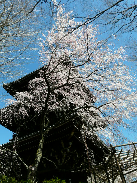 京都の古寺と桜_e0145782_850254.jpg