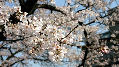 “桜”リポートします♪_b0067283_1432069.jpg