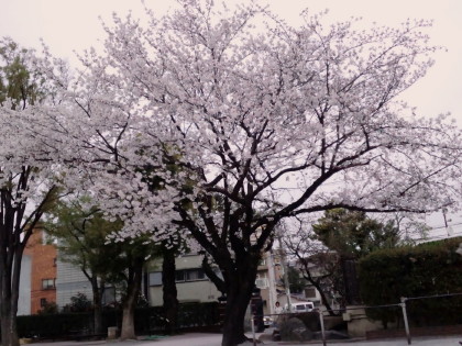 f0091785_20223957.jpg