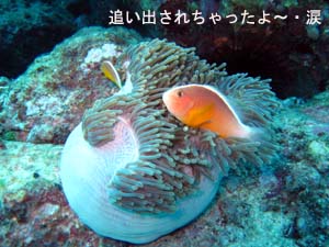 アップゲレードしたいよ~♪_f0144385_23164992.jpg