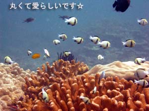 アップゲレードしたいよ~♪_f0144385_2317111.jpg