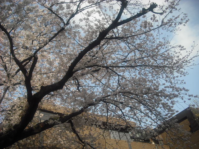 桜が満開になりました_f0218886_1531536.jpg