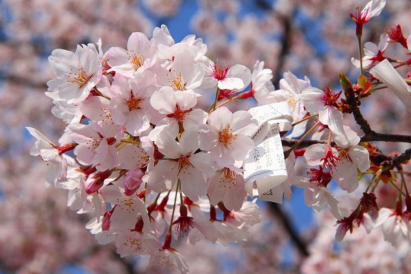 福岡　西公園の桜_f0073587_2151311.jpg