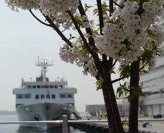 4月10日(日)､神戸の桜は満開､お出掛け日和です_b0192588_11265970.jpg