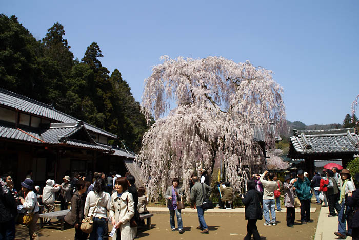 110410大野寺の桜_f0175989_2013517.jpg