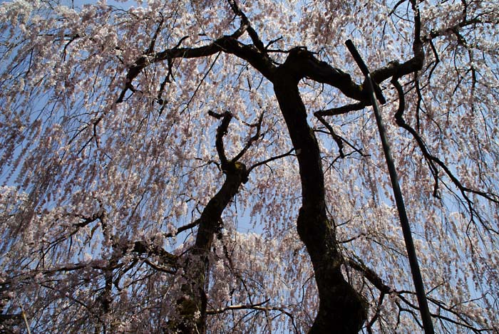 110410大野寺の桜_f0175989_20164098.jpg