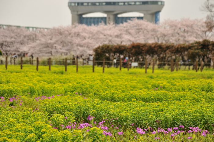 桜草公園_b0217090_1619954.jpg