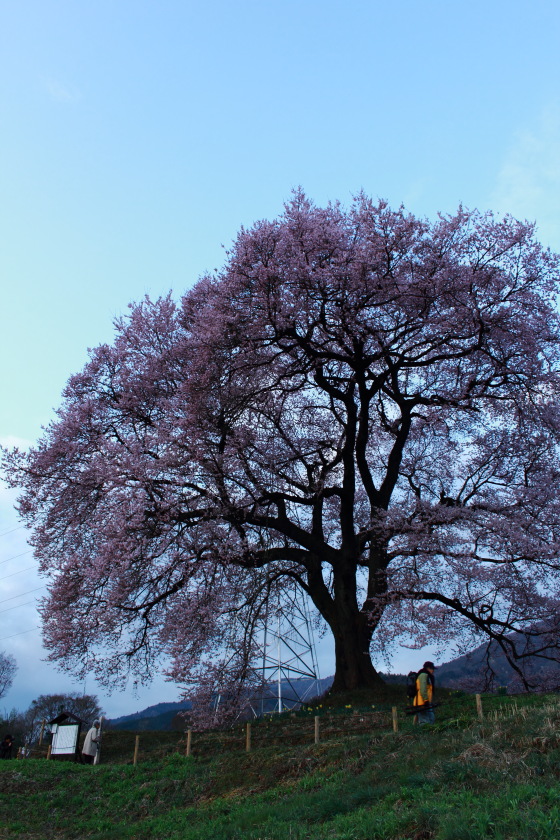 王仁塚（わに塚）の桜_d0192990_18115627.jpg