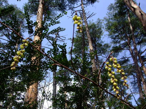 青葉の森4月観察会はカタクリが満開_f0100593_1756218.jpg