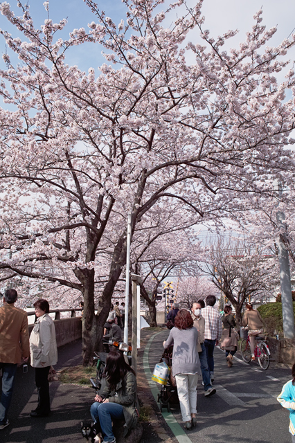 日曜日の今日　見頃になった桜並木。。。_d0069398_22514138.jpg