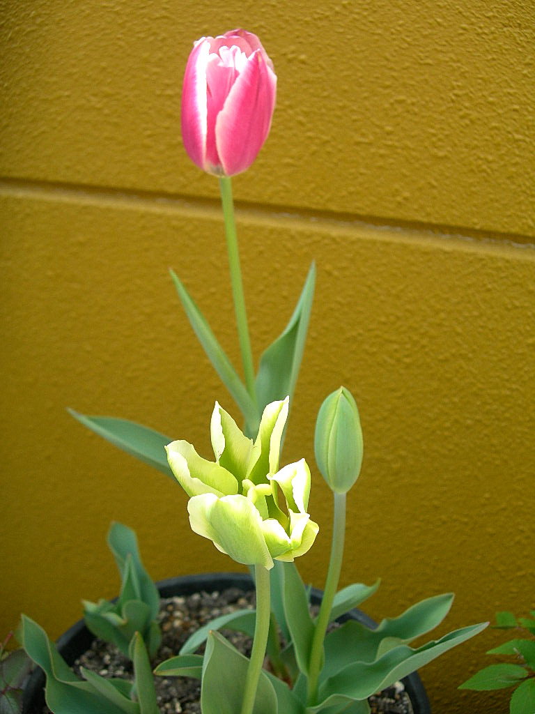 c0220700_123801.jpg
