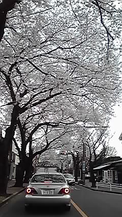 桜。_d0003502_9403780.jpg