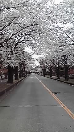 桜。_d0003502_940522.jpg