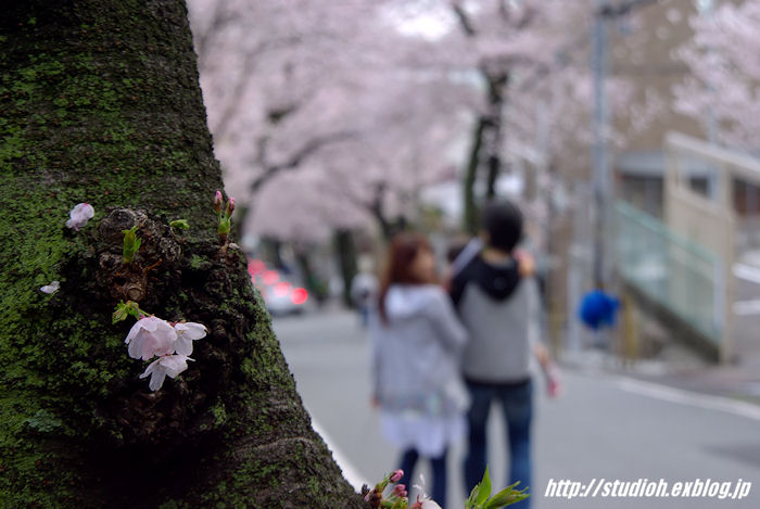 桜を求めて～その3～_f0008102_2358450.jpg