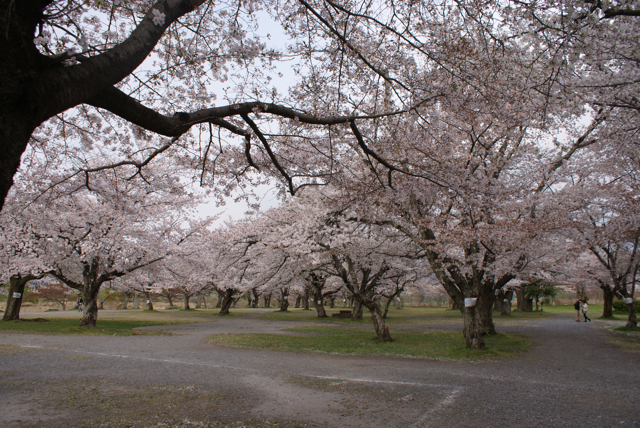 sakura2011@嵐山。_f0179202_19444178.jpg