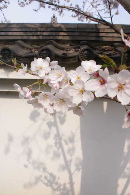 sakura2011@嵐山。_f0179202_19554834.jpg