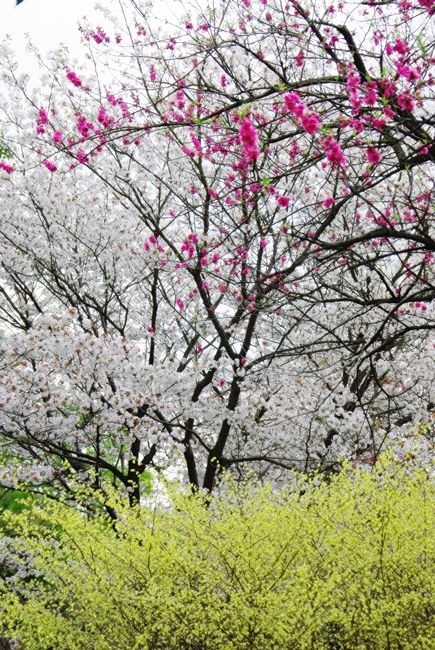 昭和記念公園の桜_a0184303_23202047.jpg