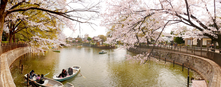 桜｜碑文谷公園_b0105003_5445452.jpg