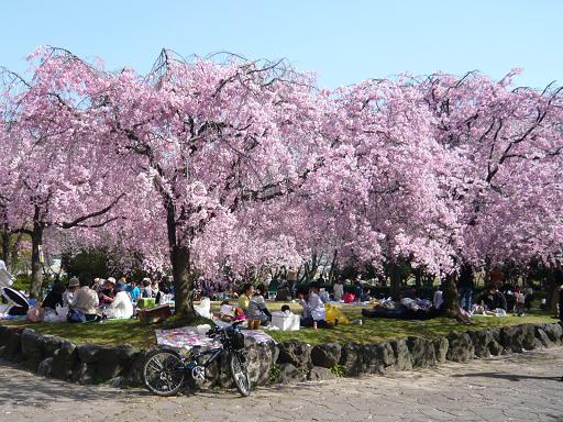 お花見11 庄内緑地 桜編 兼業 名古屋olの日記 仮 お花見11 庄内緑地 桜編 兼業 名古屋olの日記 仮