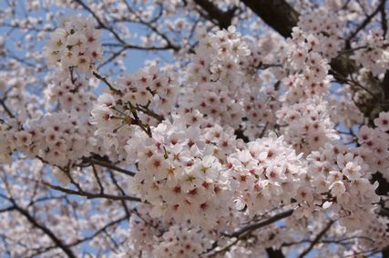 桜_b0044804_1565223.jpg