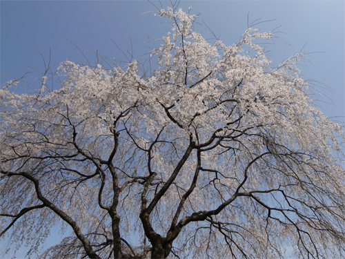 今年の桜を見て思ったことなど_c0042704_957043.jpg