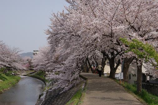花吹雪_a0122205_20483823.jpg