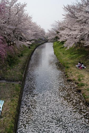 花吹雪_a0122205_20502926.jpg