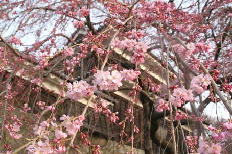 2011桜情報　2_f0014205_7471375.jpg