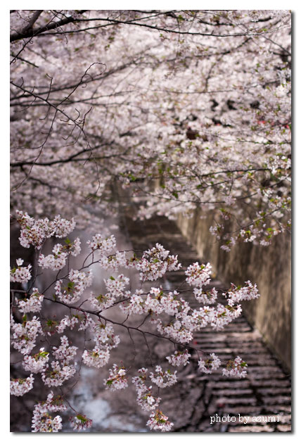 桜・桜_f0065106_9522648.jpg