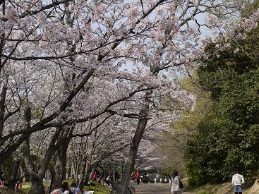 りせちゃん、入園おめでとう☆☆☆_b0165707_11444429.jpg