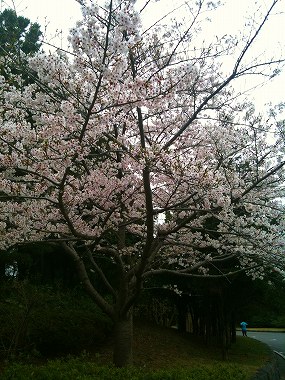 エコ・ジャーニーラン in 葛西臨海公園_a0036808_16362884.jpg