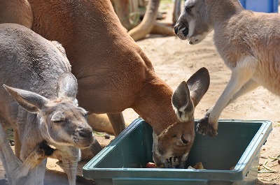 桜と動物たち・・・_b0143308_2202692.jpg