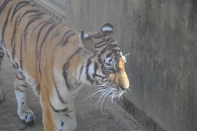 桜と動物たち・・・_b0143308_221383.jpg