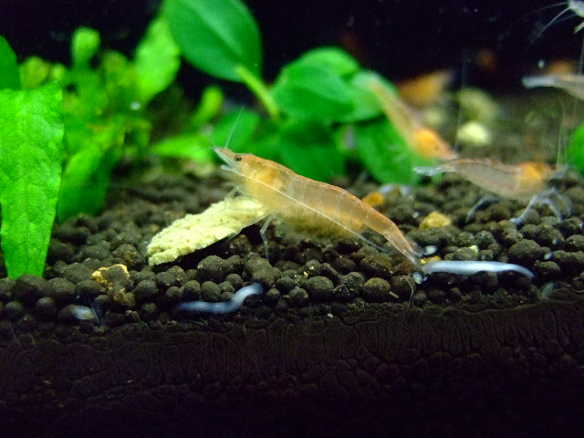 f0152308_2012232.jpg
