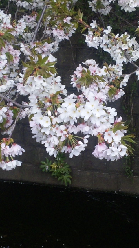 c0147909_1335593.jpg