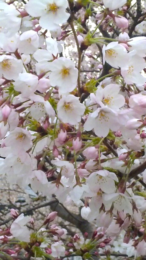 c0147909_1336241.jpg