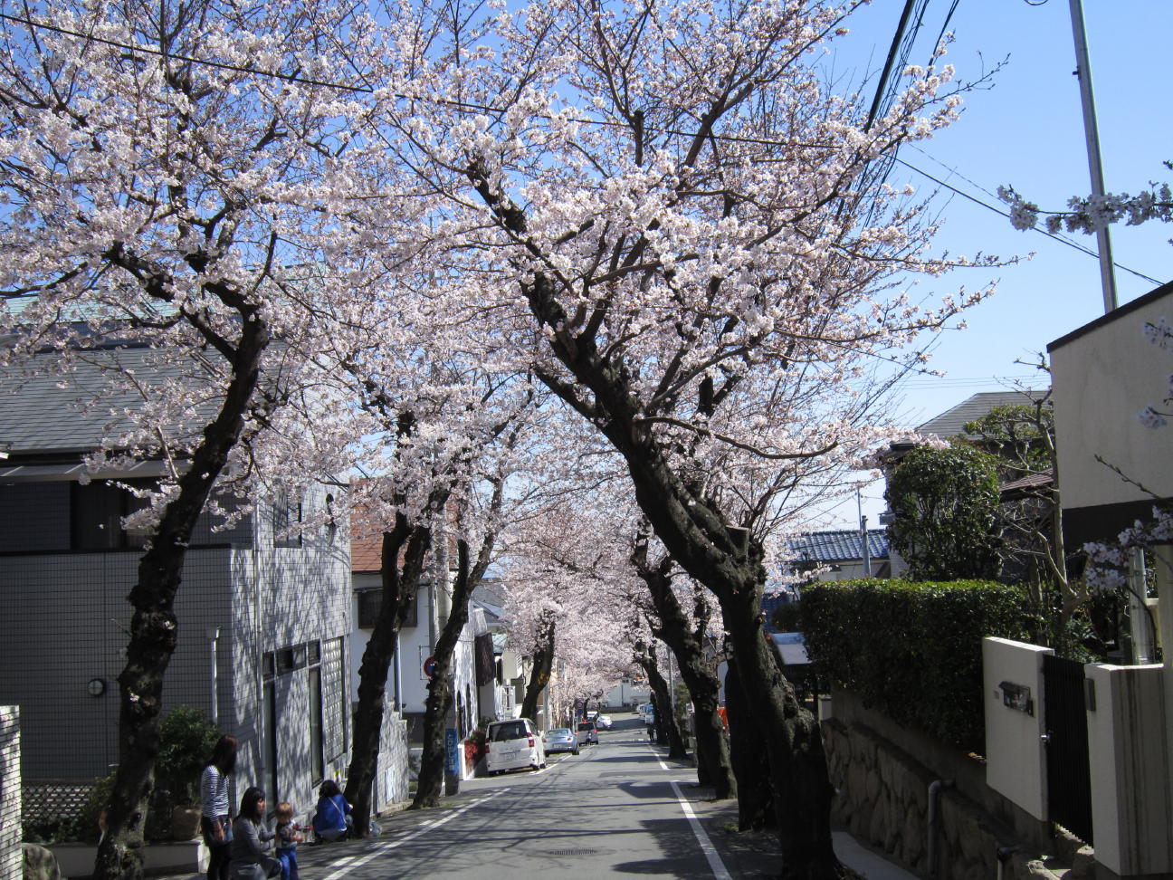 桜トンネル 。_c0180009_12402051.jpg