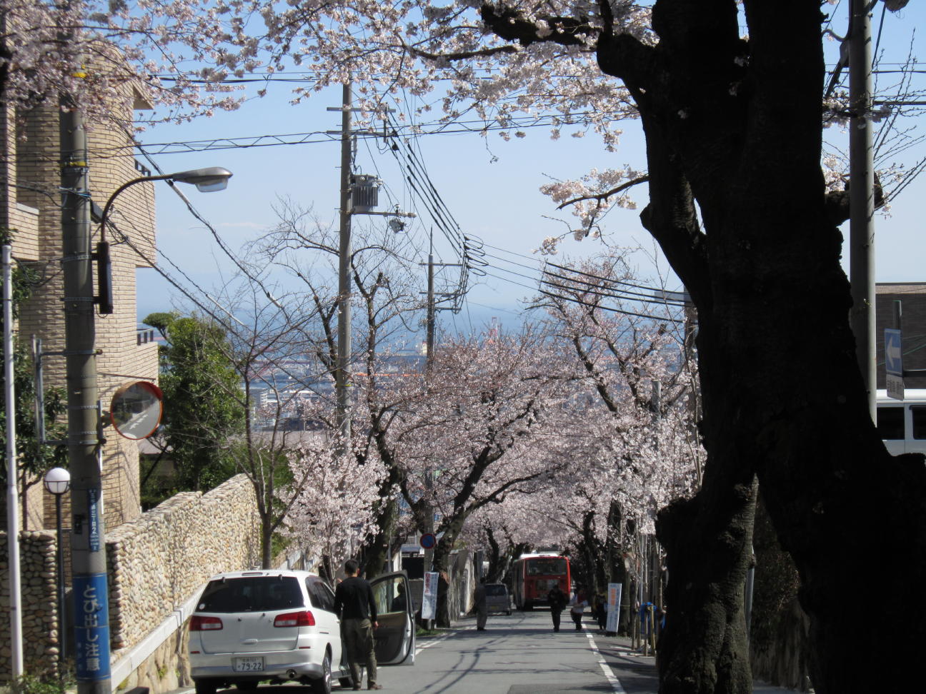 桜トンネル 。_c0180009_1243050.jpg