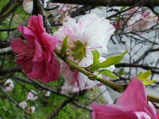 c0111310_9183491.jpg