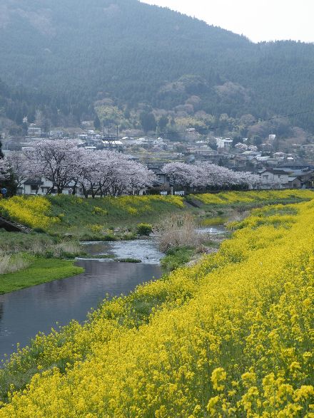 菜の花と桜と由布岳　　　 4/11_d0065113_14352980.jpg