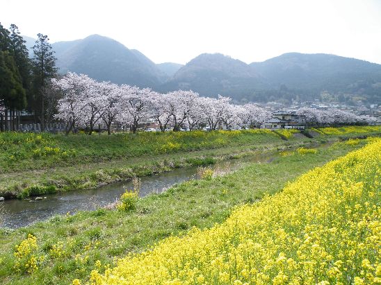 菜の花と桜と由布岳　　　 4/11_d0065113_14381878.jpg