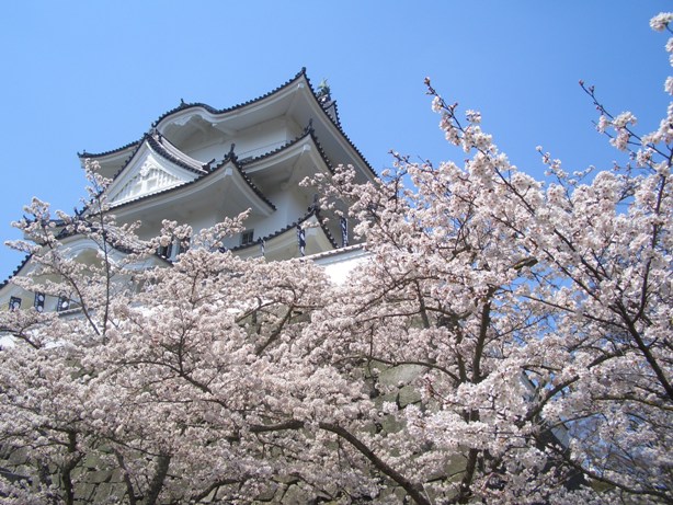 お城の桜_e0033713_8595860.jpg