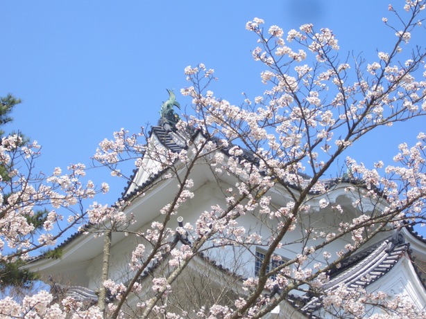 お城の桜_e0033713_914478.jpg