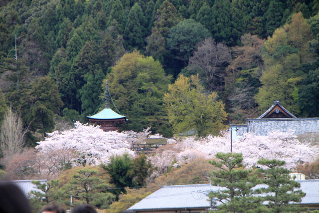 京の花だより　嵐山_e0048413_19483062.jpg